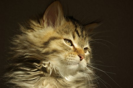 Cattery Siberian Expres